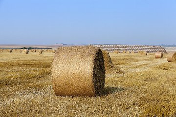 Image showing straw in the field