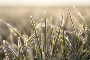 Image showing young grass plants, close-up