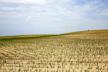 Image showing Corn field, summer