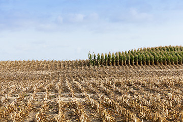 Image showing harvested mature corn