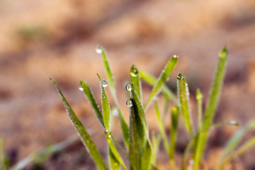 Image showing young grass plants, close-up