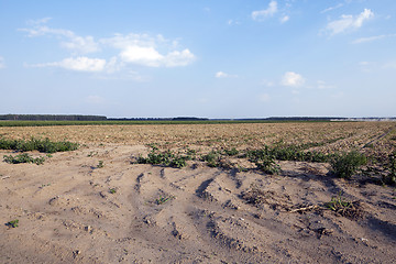 Image showing Harvesting onion field