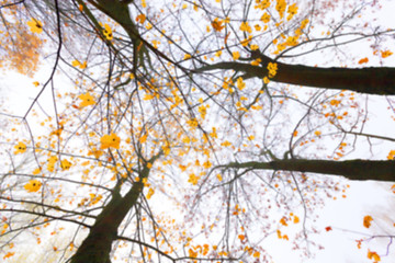 Image showing Autumn Park, overcast