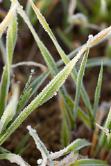 Image showing young grass plants, close-up