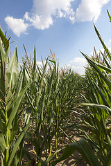 Image showing corn field, agriculture