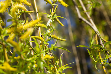 Image showing willow trees in the spring