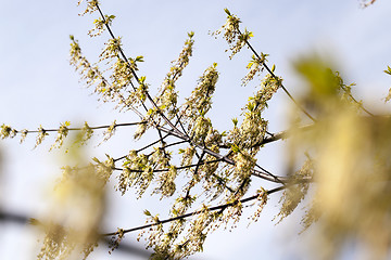 Image showing trees in the spring