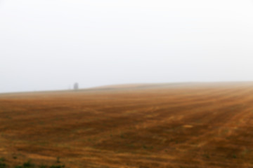 Image showing tree in the field