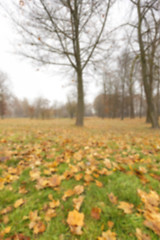 Image showing Autumn Park, overcast