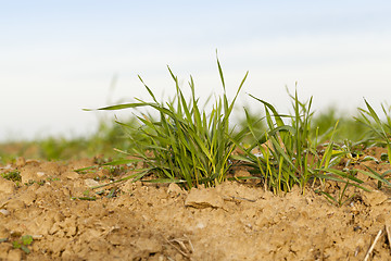 Image showing young grass plants, close-up