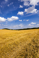 Image showing slanted wheat , harvest