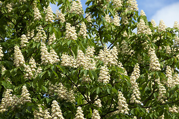 Image showing blooming chestnut tree in the spring