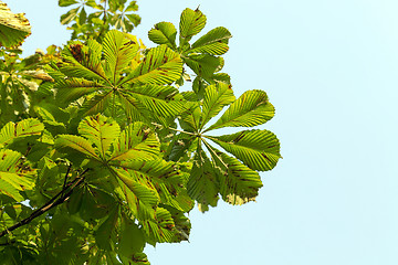Image showing yellowing leaves of chestnut