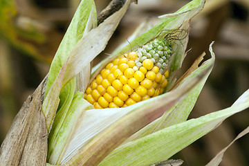 Image showing ripe corn, autumn