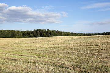 Image showing harvesting of rape