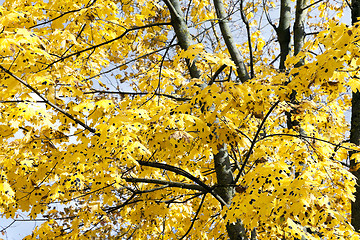 Image showing yellowed maple leaves