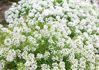 Image showing white flowers background