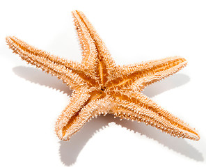 Image showing Starfish from oceans