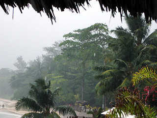 Image showing Hurricane, resort, palms, forest