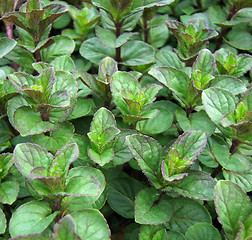 Image showing Peppermint plant