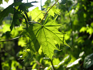 Image showing Maple leaves