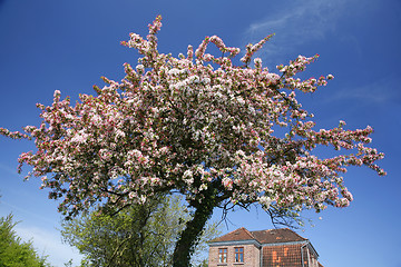 Image showing Red Hawthorn