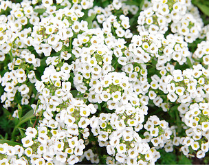 Image showing white flowers close up