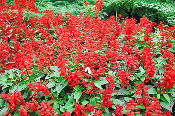 Image showing red flowers background