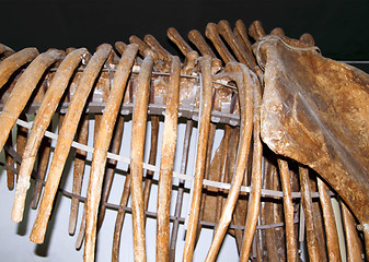 Image showing Dinosaur skeleton