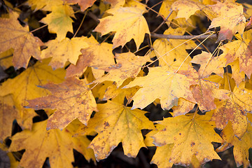 Image showing Dry yellow leaves