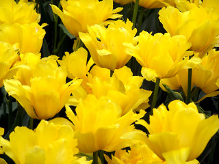 Image showing Yellow tulips