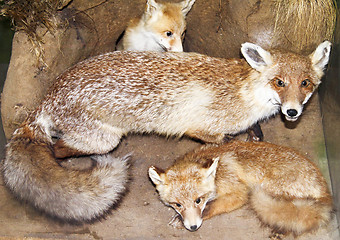 Image showing Fox and her progeny