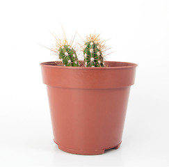 Image showing Two Cactus with Thorns in a Pot