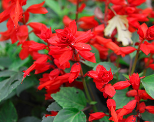 Image showing Close-up of red flowers