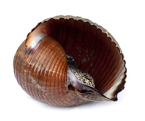 Image showing Very large live sea snail (Tonna galea or giant tun)