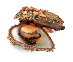 Image showing Raw seafood in opened shell