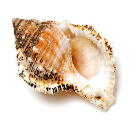 Image showing Shell of Tutufa bubo (frog snail) on white