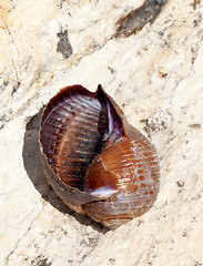 Image showing Sea snail (Tonna galea) on rock