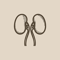 Image showing Kidney sketch icon.