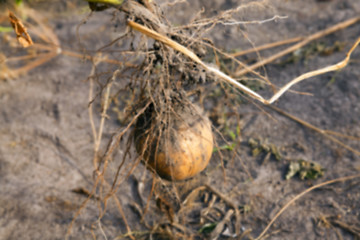 Image showing Potatoes on the ground