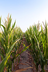 Image showing Green immature corn