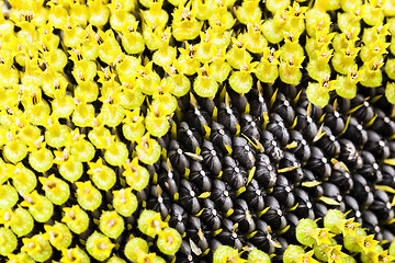 Image showing part ripe sunflower with seeds