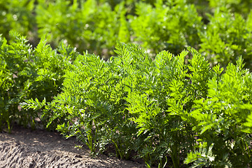 Image showing Field with carrot