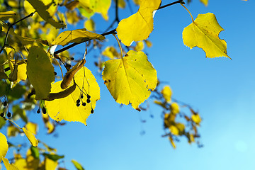 Image showing yellowed maple leaves