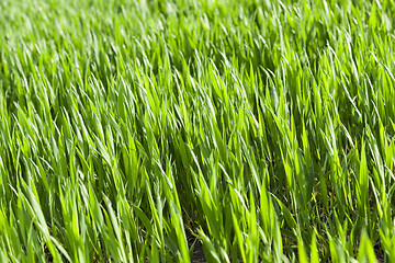 Image showing green wheat, close-up