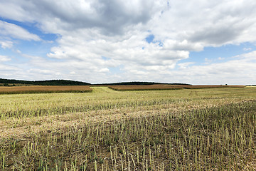 Image showing collection rapeseed crop