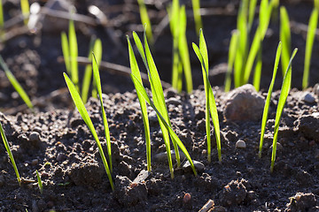 Image showing young sprouts of wheat