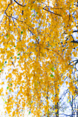 Image showing birch tree in autumn
