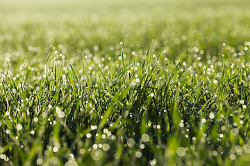 Image showing young grass plants, close-up