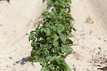 Image showing Agriculture, potato field